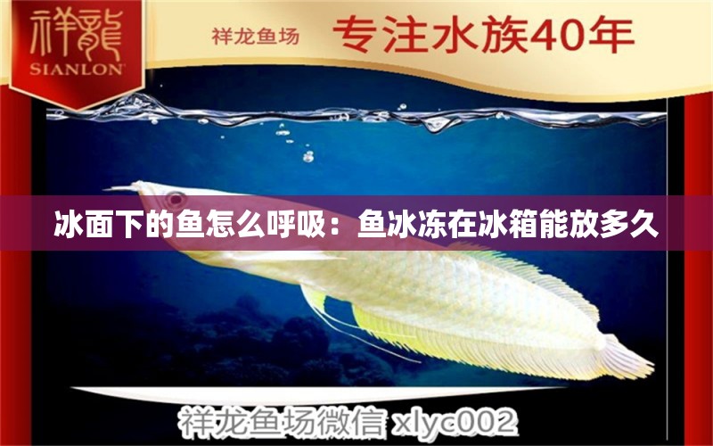 冰面下的魚(yú)怎么呼吸：魚(yú)冰凍在冰箱能放多久