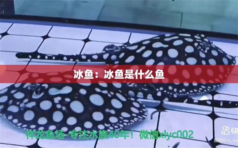 冰魚：冰魚是什么魚 帝王三間魚