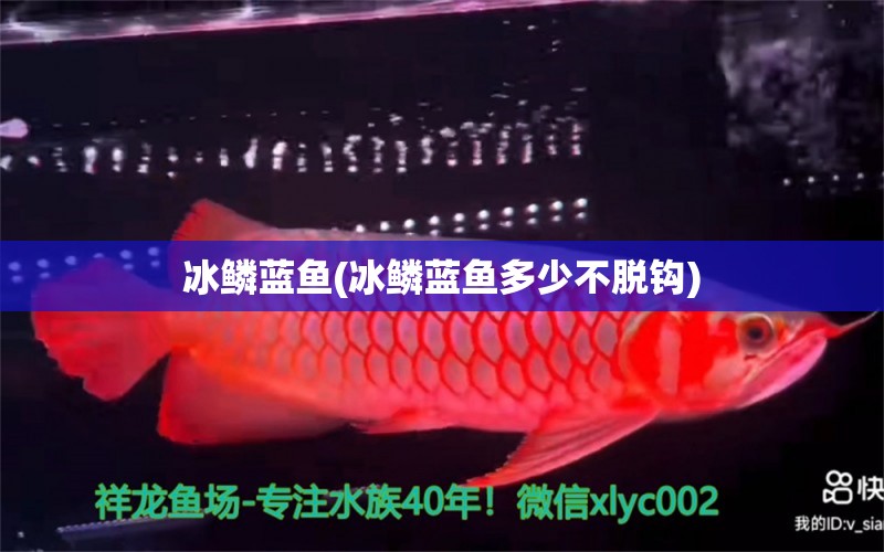 冰鱗藍(lán)魚(冰鱗藍(lán)魚多少不脫鉤)