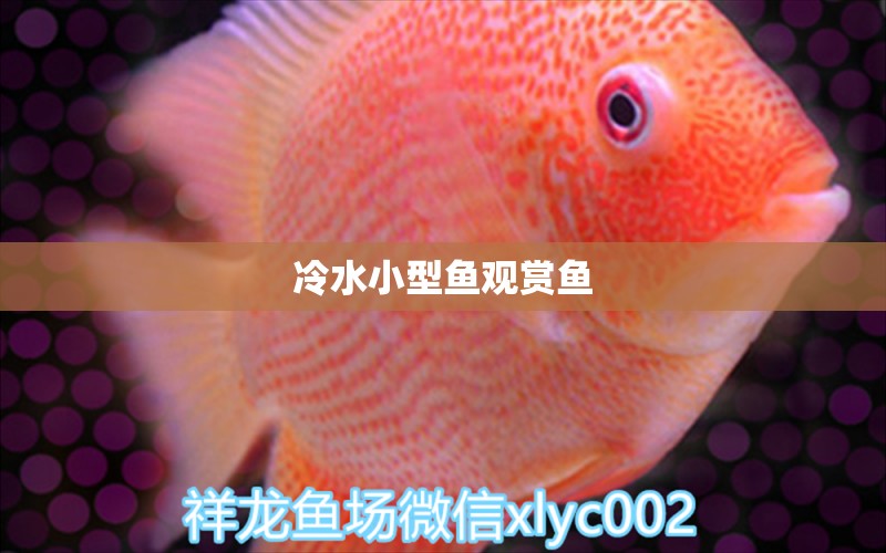 冷水小型魚觀賞魚