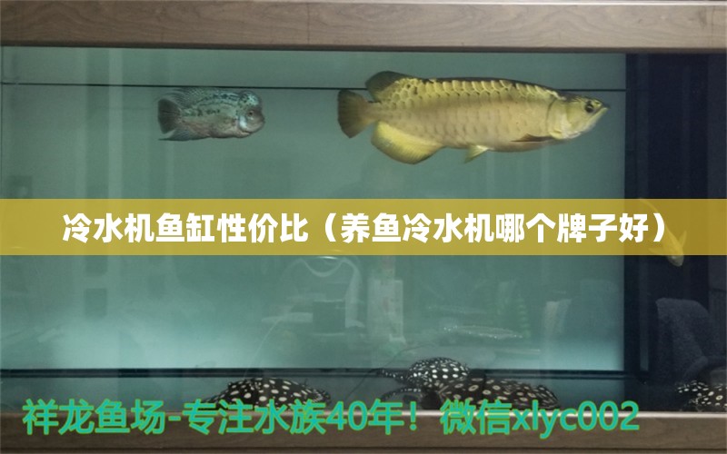 冷水機(jī)魚(yú)缸性價(jià)比（養(yǎng)魚(yú)冷水機(jī)哪個(gè)牌子好）