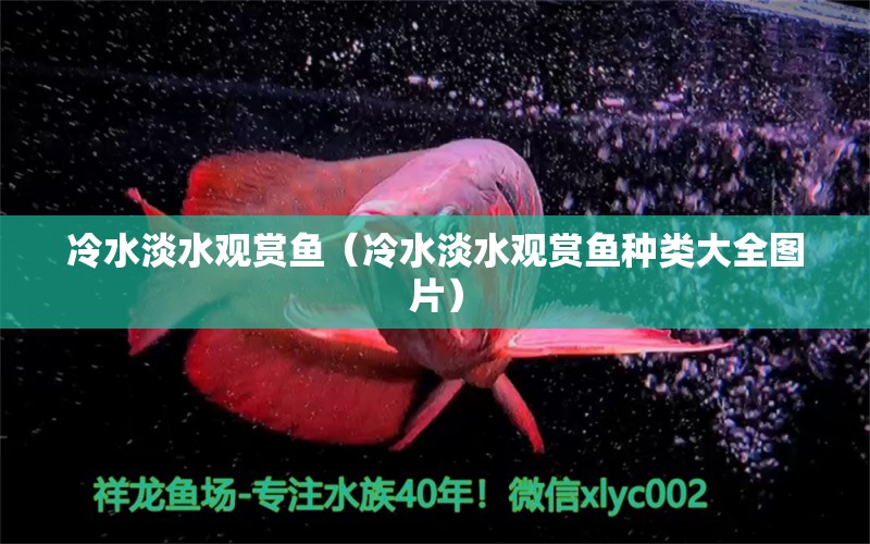 冷水淡水觀賞魚（冷水淡水觀賞魚種類大全圖片） 名貴錦鯉魚