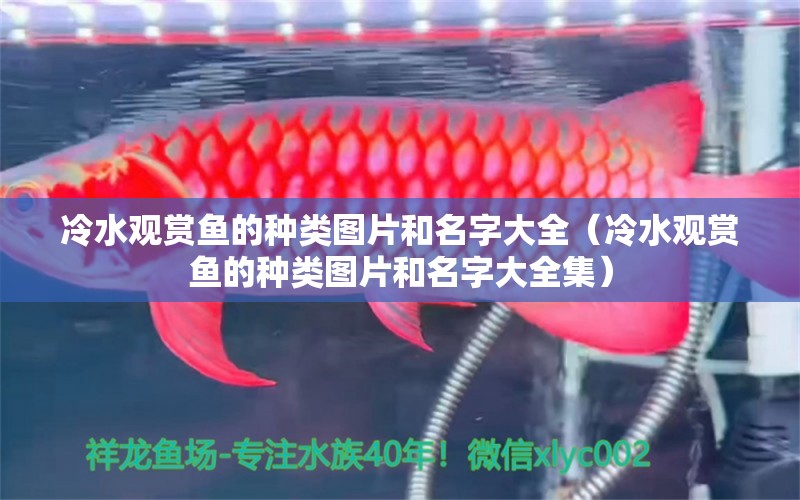 冷水觀賞魚的種類圖片和名字大全（冷水觀賞魚的種類圖片和名字大全集）