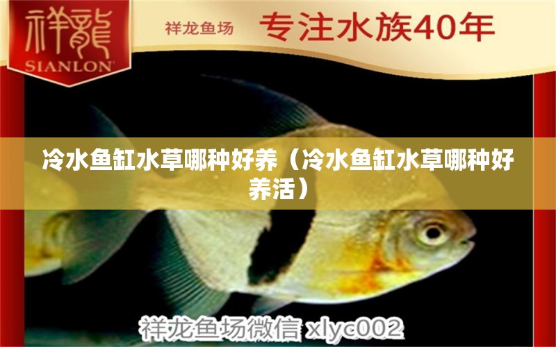 冷水魚缸水草哪種好養(yǎng)（冷水魚缸水草哪種好養(yǎng)活）