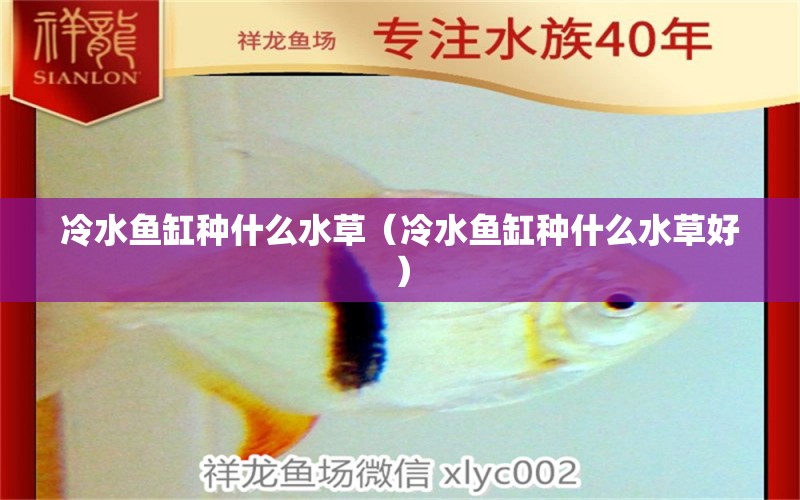 冷水魚缸種什么水草（冷水魚缸種什么水草好）