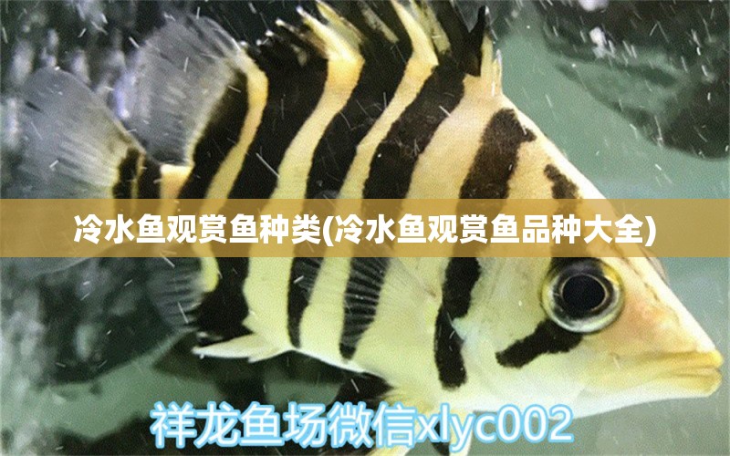 冷水魚觀賞魚種類(冷水魚觀賞魚品種大全) 帝王迷宮