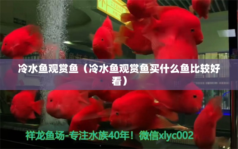 冷水魚觀賞魚（冷水魚觀賞魚買什么魚比較好看）