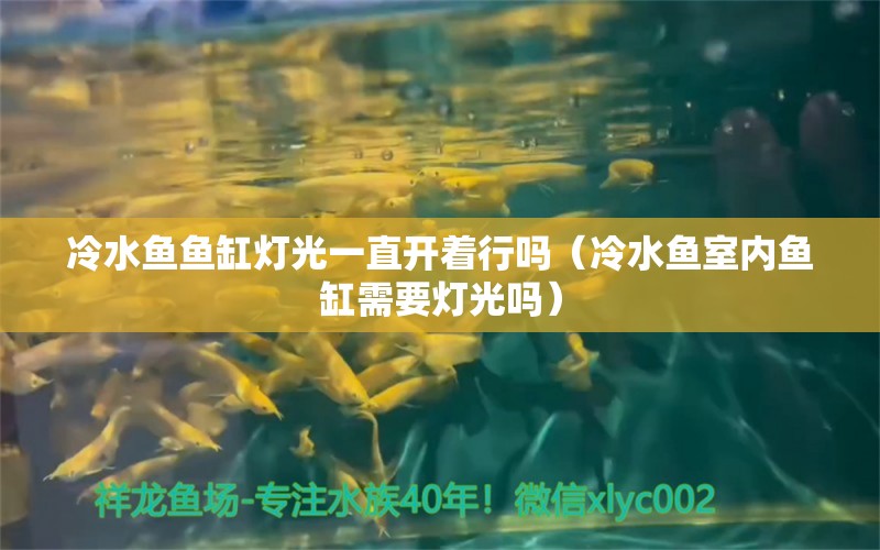 冷水魚魚缸燈光一直開著行嗎（冷水魚室內(nèi)魚缸需要燈光嗎） 白子黑帝王魟魚