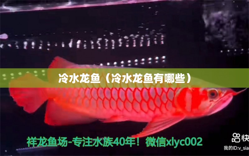 冷水龍魚（冷水龍魚有哪些）