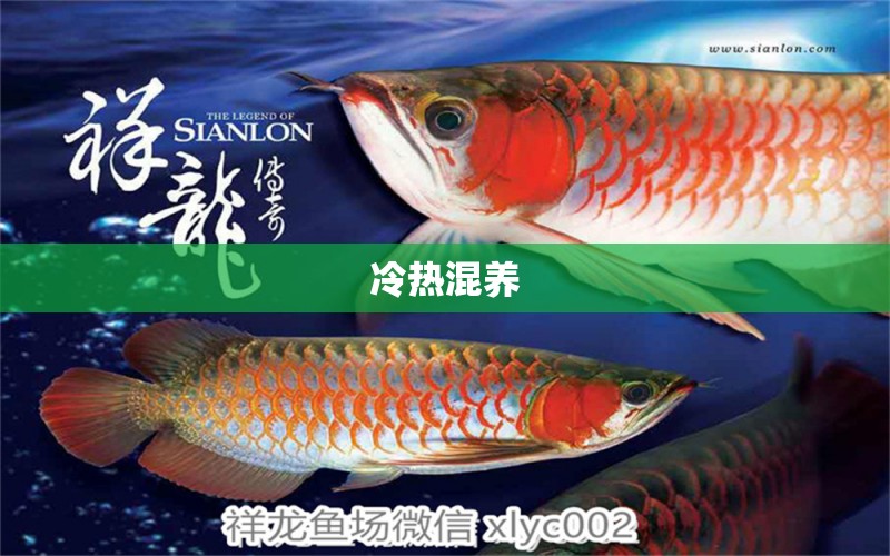 冷熱混養(yǎng) 觀賞魚(yú)論壇 第2張