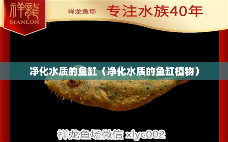 凈化水質的魚缸（凈化水質的魚缸植物） 廣州觀賞魚批發(fā)市場