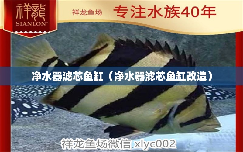 凈水器濾芯魚(yú)缸（凈水器濾芯魚(yú)缸改造） 祥龍水族醫(yī)院