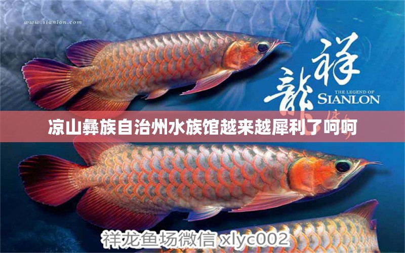 涼山彝族自治州水族館越來越犀利了呵呵 蘇虎苗（蘇門答臘虎魚苗） 第2張