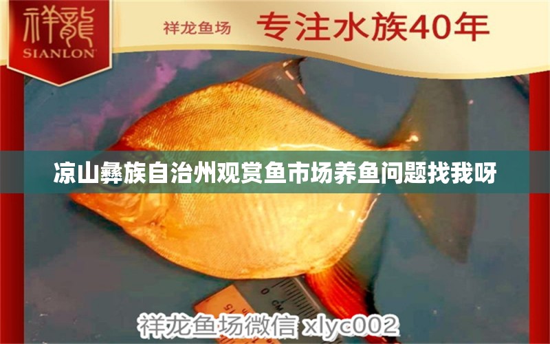 涼山彝族自治州觀賞魚市場養(yǎng)魚問題找我呀 觀賞魚市場（混養(yǎng)魚）