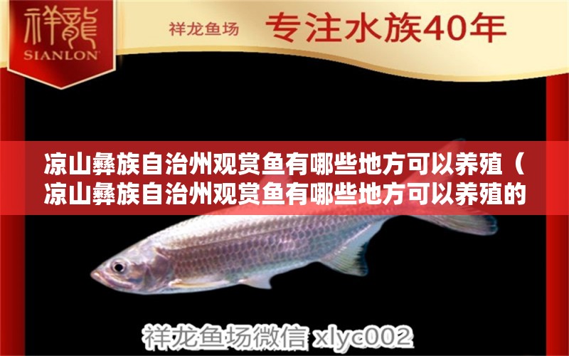 涼山彝族自治州觀賞魚有哪些地方可以養(yǎng)殖（涼山彝族自治州觀賞魚有哪些地方可以養(yǎng)殖的）