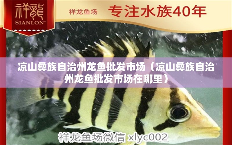 涼山彝族自治州龍魚批發(fā)市場（涼山彝族自治州龍魚批發(fā)市場在哪里） 龍魚批發(fā)