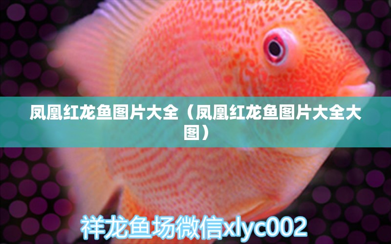 鳳凰紅龍魚(yú)圖片大全（鳳凰紅龍魚(yú)圖片大全大圖） 龍魚(yú)百科