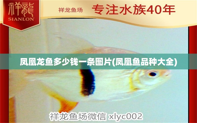 鳳凰龍魚多少錢一條圖片(鳳凰魚品種大全) 魚缸定做