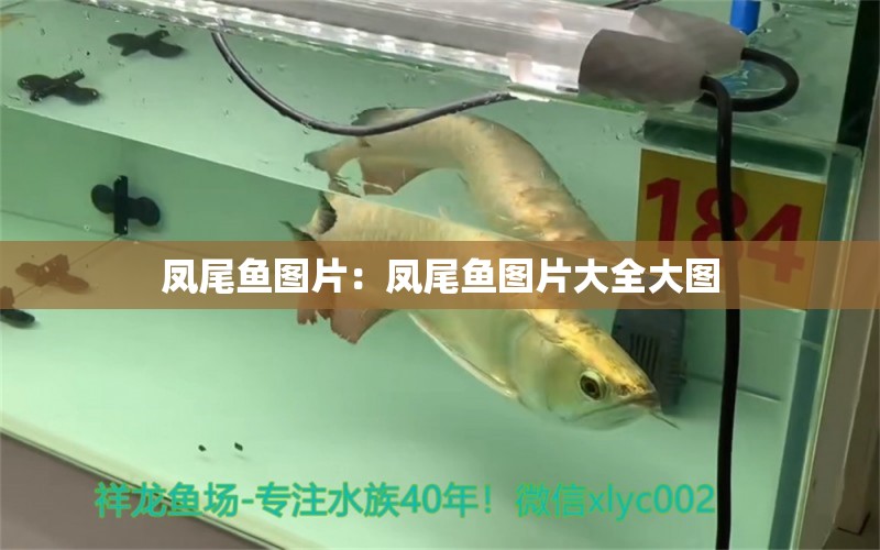 鳳尾魚圖片：鳳尾魚圖片大全大圖 野彩魚