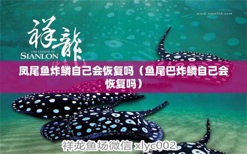 鳳尾魚(yú)炸鱗自己會(huì)恢復(fù)嗎（魚(yú)尾巴炸鱗自己會(huì)恢復(fù)嗎） 祥龍傳奇品牌魚(yú)缸