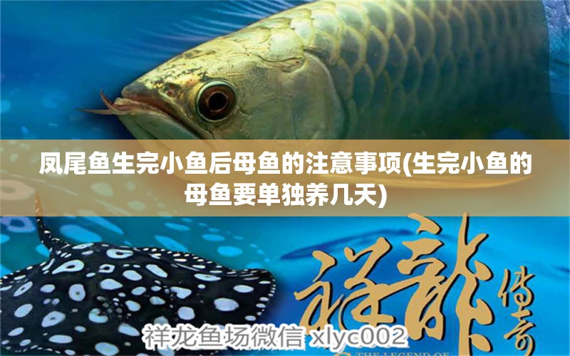 鳳尾魚(yú)生完小魚(yú)后母魚(yú)的注意事項(xiàng)(生完小魚(yú)的母魚(yú)要單獨(dú)養(yǎng)幾天)