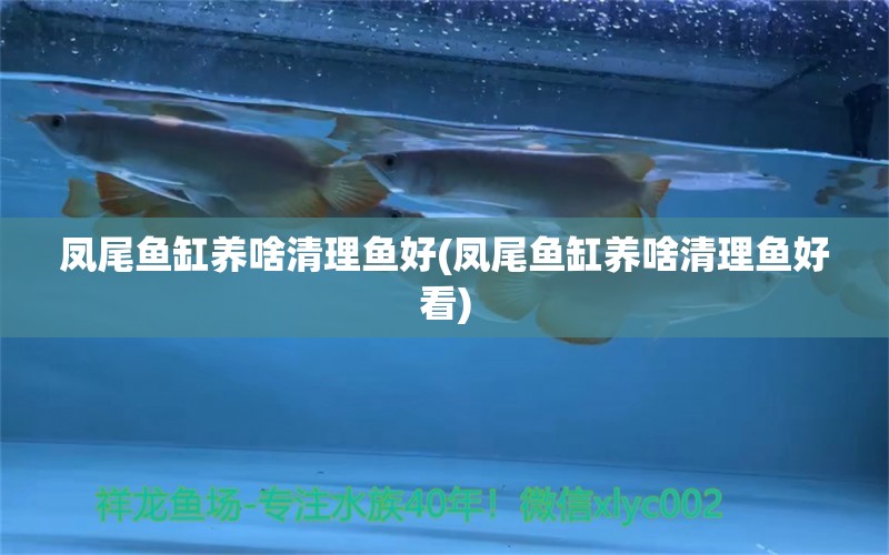 鳳尾魚缸養(yǎng)啥清理魚好(鳳尾魚缸養(yǎng)啥清理魚好看) 泰龐海蓮魚