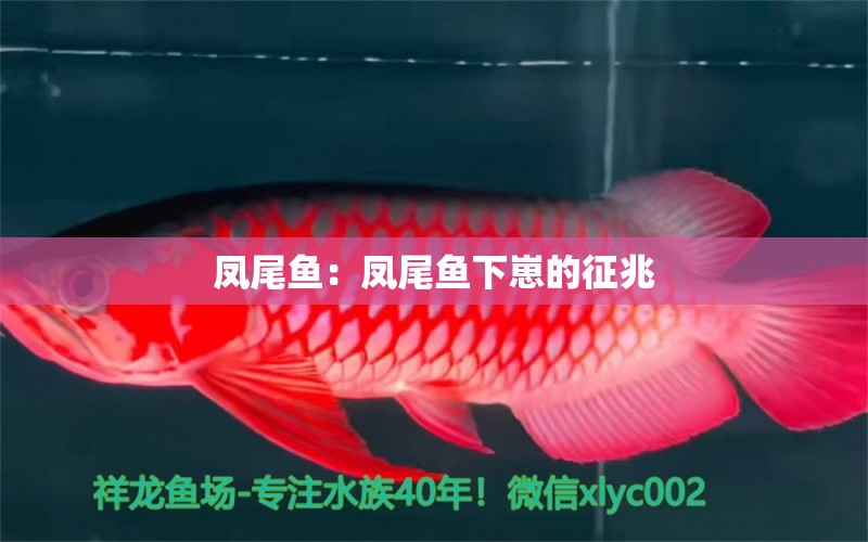 鳳尾魚：鳳尾魚下崽的征兆 紅龍福龍魚