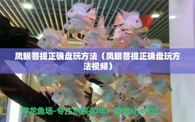 鳳眼菩提正確盤玩方法（鳳眼菩提正確盤玩方法視頻）