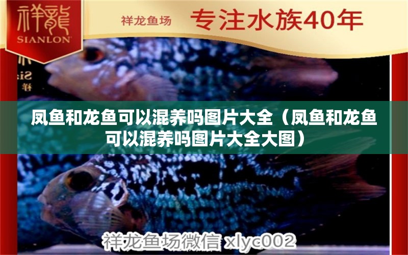 鳳魚和龍魚可以混養(yǎng)嗎圖片大全（鳳魚和龍魚可以混養(yǎng)嗎圖片大全大圖） 祥龍超血紅龍魚