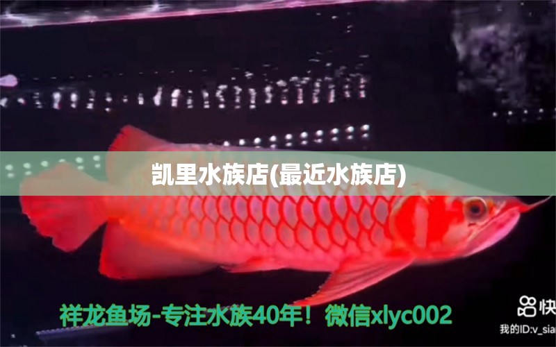 凱里水族店(最近水族店) 新加坡號半紅龍魚（練手級紅龍魚） 第1張