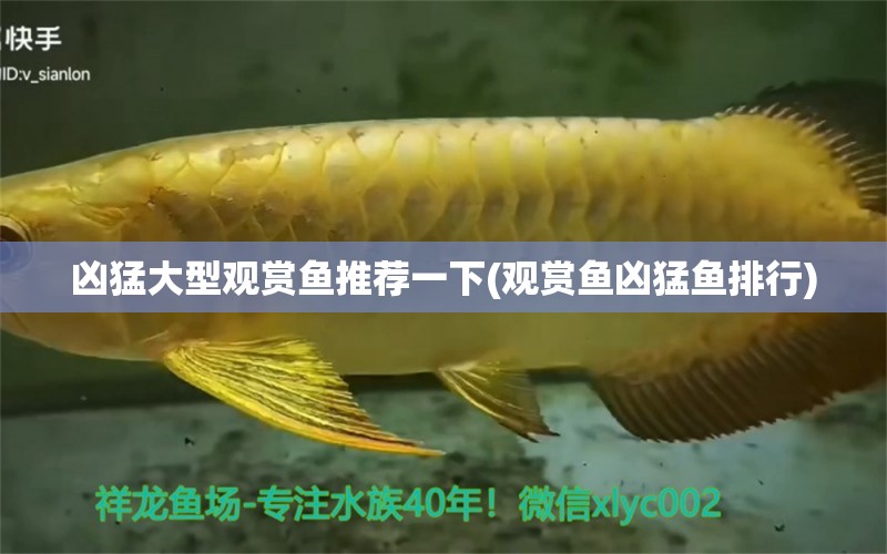 兇猛大型觀賞魚推薦一下(觀賞魚兇猛魚排行) 錦鯉池魚池建設(shè)