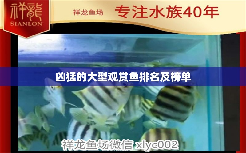 兇猛的大型觀賞魚排名及榜單 森森魚缸