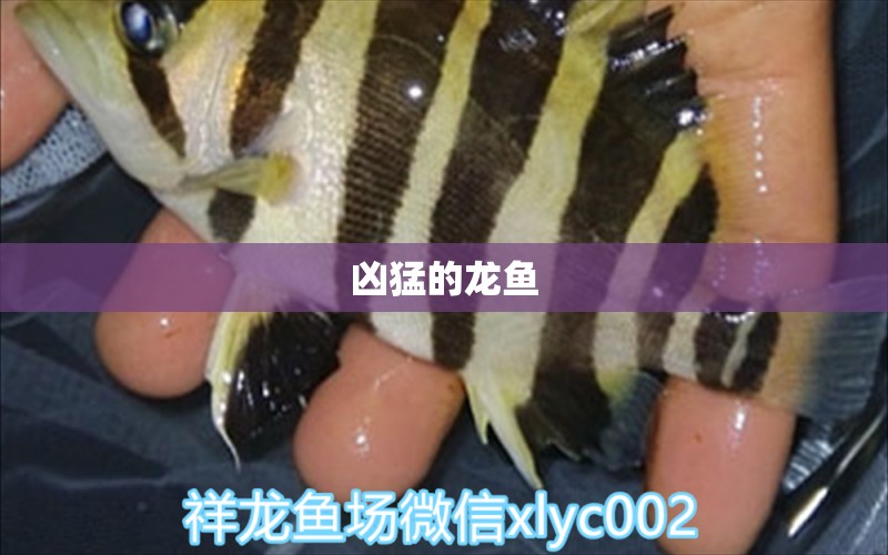 兇猛的龍魚 翡翠鳳凰魚