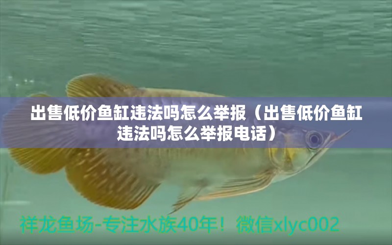 出售低價(jià)魚缸違法嗎怎么舉報(bào)（出售低價(jià)魚缸違法嗎怎么舉報(bào)電話）