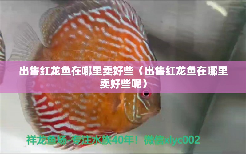 出售紅龍魚在哪里賣好些（出售紅龍魚在哪里賣好些呢）