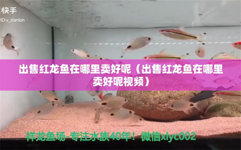 出售紅龍魚在哪里賣好呢（出售紅龍魚在哪里賣好呢視頻）