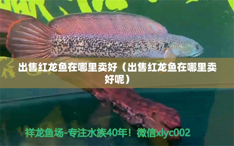 出售紅龍魚在哪里賣好（出售紅龍魚在哪里賣好呢）