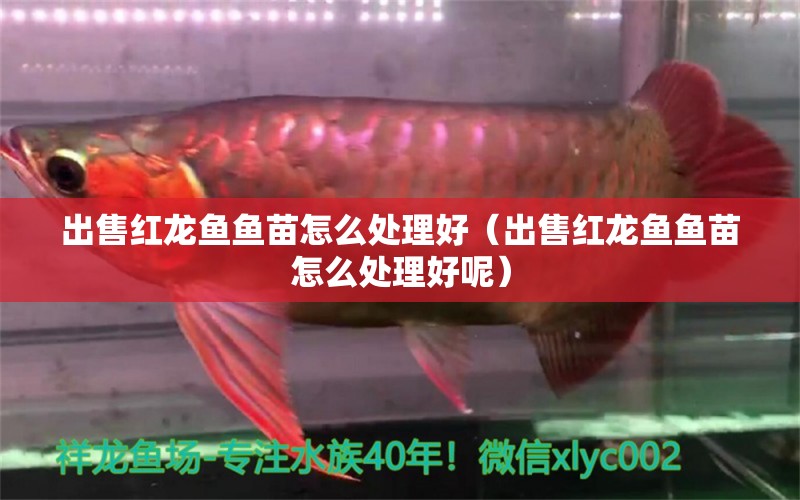 出售紅龍魚魚苗怎么處理好（出售紅龍魚魚苗怎么處理好呢）