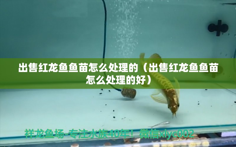 出售紅龍魚魚苗怎么處理的（出售紅龍魚魚苗怎么處理的好）