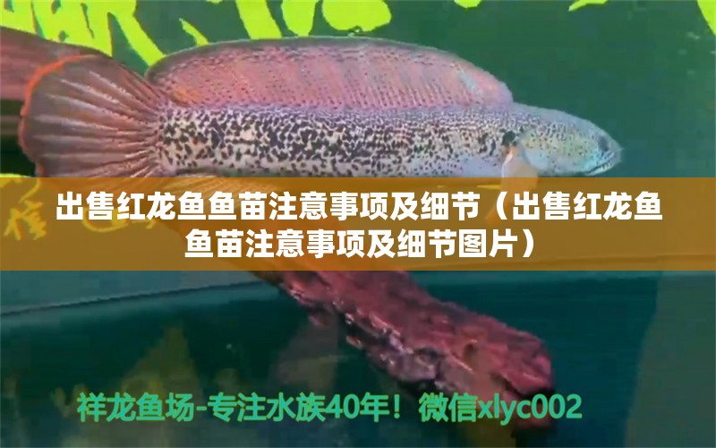 出售紅龍魚魚苗注意事項及細節(jié)（出售紅龍魚魚苗注意事項及細節(jié)圖片）