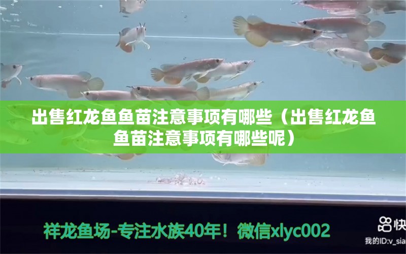 出售紅龍魚魚苗注意事項有哪些（出售紅龍魚魚苗注意事項有哪些呢）