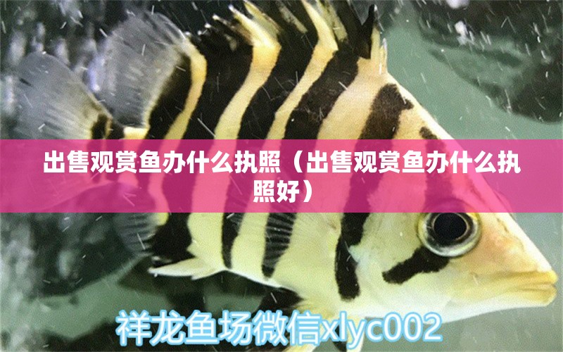 出售觀賞魚辦什么執(zhí)照（出售觀賞魚辦什么執(zhí)照好）