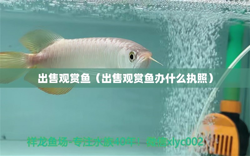 出售觀賞魚（出售觀賞魚辦什么執(zhí)照）