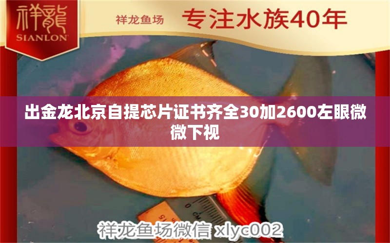 出金龍北京自提芯片證書齊全30加2600左眼微微下視 祥龍水族濾材/器材