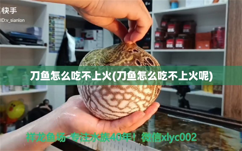 刀魚怎么吃不上火(刀魚怎么吃不上火呢) 三色錦鯉魚