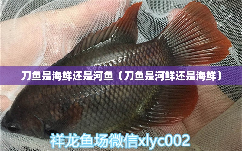 刀魚是海鮮還是河魚（刀魚是河鮮還是海鮮） 蘇虎