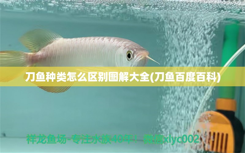 刀魚種類怎么區(qū)別圖解大全(刀魚百度百科) 粗線銀版魚