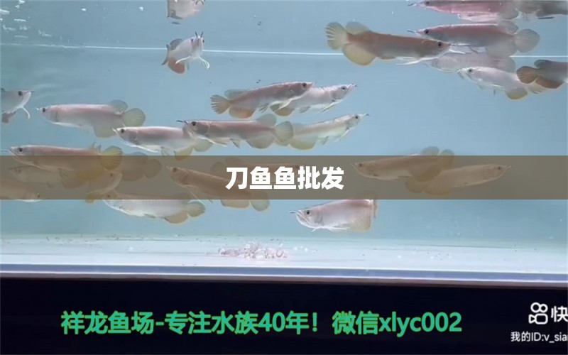 刀魚魚批發(fā) 刀魚魚