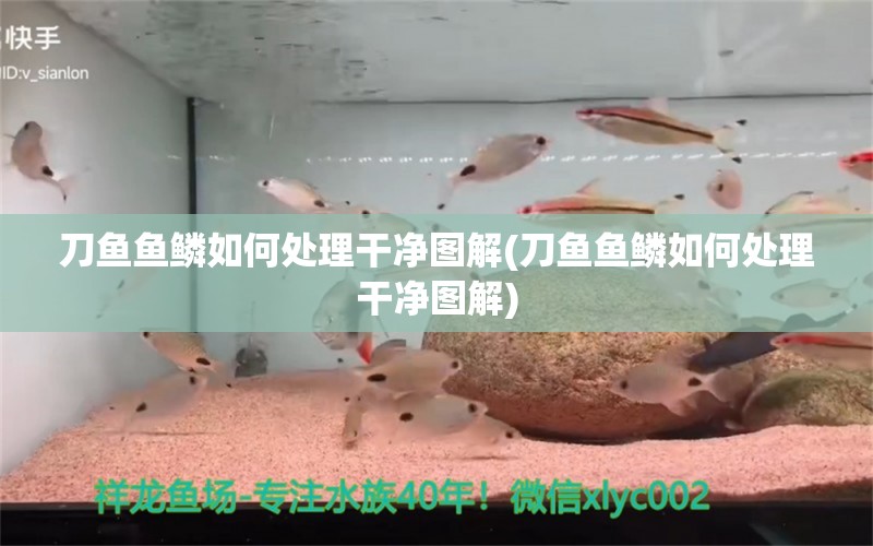 刀魚(yú)魚(yú)鱗如何處理干凈圖解(刀魚(yú)魚(yú)鱗如何處理干凈圖解)