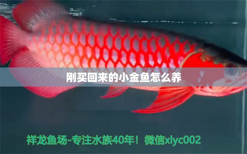 剛買回來的小金魚怎么養(yǎng) 白子紅龍魚 第2張